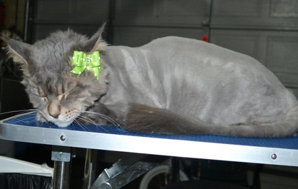 Annie is a Mainecoon. She had her matted fur shaved down, nails clipped and ears cleaned.