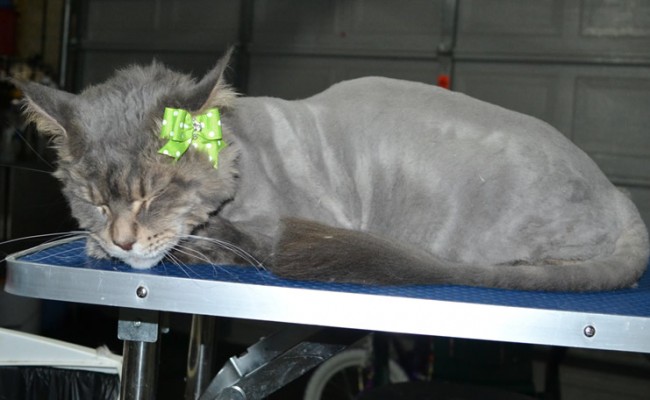 Annie is a Mainecoon. She had her matted fur shaved down, nails clipped and ears cleaned.