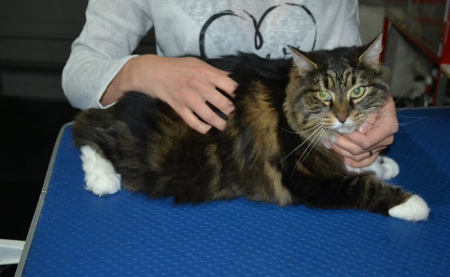 Cookie is a Long Hair Domestic. She had her fur shaved down, nails clipped, ears cleaned and a wash n blow dry.