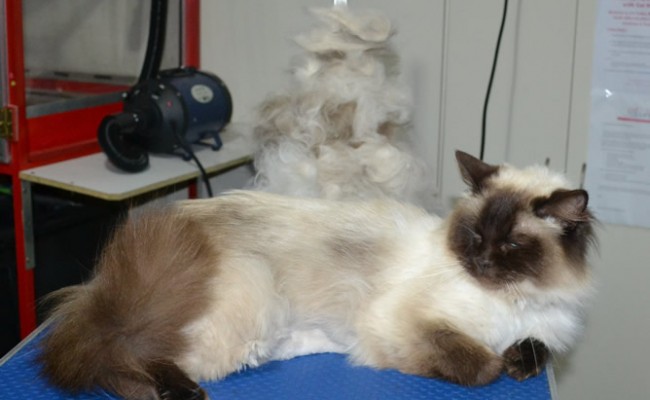 Monty is a Ragdoll. He had had his matted underneath shaved, brushout on top, nails clipped ears cleaned and front Softpaw nail caps.