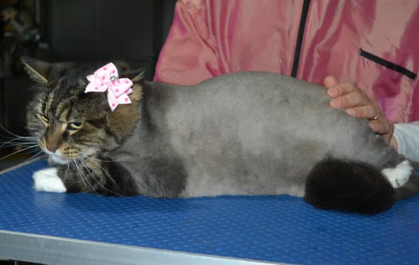 Cookie is a Long Hair Domestic. She had her fur shaved down, nails clipped, ears cleaned and a wash n blow dry.