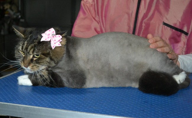 Cookie is a Long Hair Domestic. She had her fur shaved down, nails clipped, ears cleaned and a wash n blow dry.
