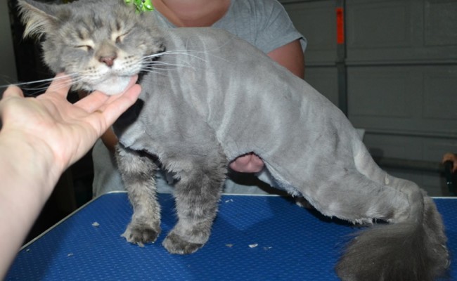 Annie is a Mainecoon. She had her matted fur shaved down, nails clipped and ears cleaned.