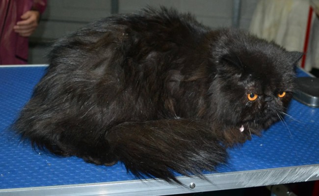 Caviar is a Persian. She had her matted fur shaved down, nails clipped and ears cleaned.