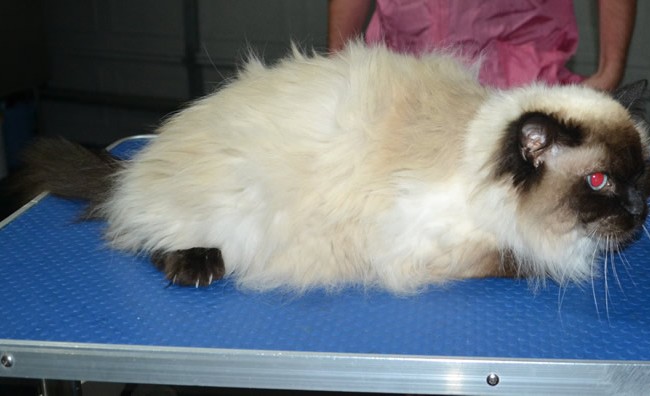 Stella is a Ragdoll. She had her fur shaved down, nails clipped and ears cleaned.