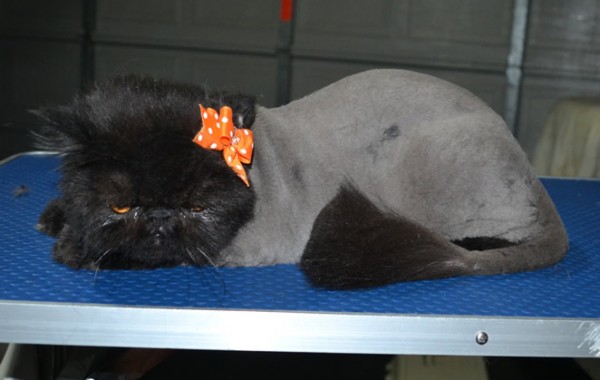 Caviar is a Persian. She had her matted fur shaved down, nails clipped and ears cleaned.