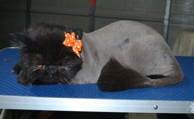 Caviar is a Persian. She had her matted fur shaved down, nails clipped and ears cleaned.
