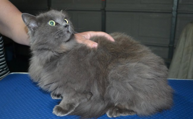 Jemima is a Ragdoll x Russian long hair. She had her fur shaved down, nails clipped, ears cleaned.