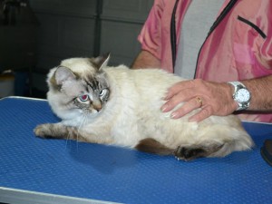 Ash is a Ragdoll. He had his fur shaved down, nails clipped ears cleaned.
