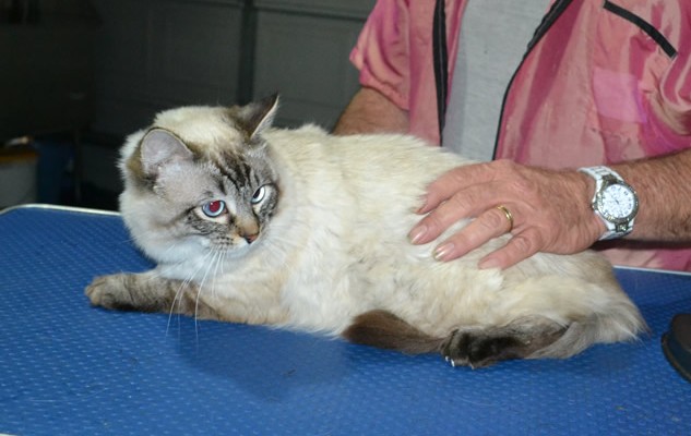 Ash is a Ragdoll. He had his fur shaved down, nails clipped ears cleaned.