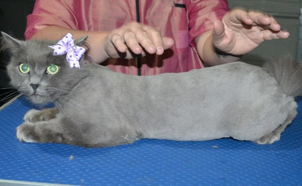 Jemima is a Ragdoll x Russian long hair. She had her fur shaved down, nails clipped, ears cleaned.