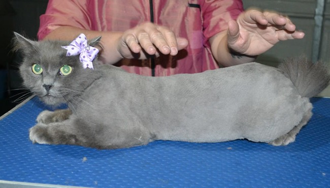 Jemima is a Ragdoll x Russian long hair. She had her fur shaved down, nails clipped, ears cleaned.