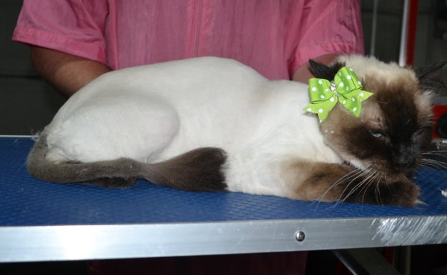 Stella is a Ragdoll. She had her fur shaved down, nails clipped and ears cleaned.