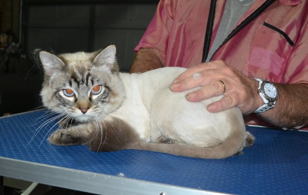 Ash is a Ragdoll. He had his fur shaved down, nails clipped ears cleaned.