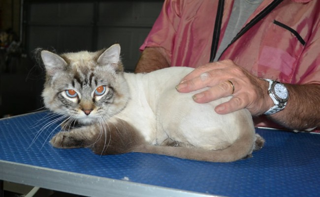 Ash is a Ragdoll. He had his fur shaved down, nails clipped ears cleaned.