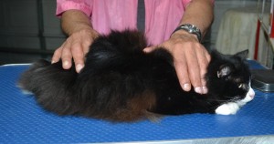 Onzo is a Long Hair Domestic. He had his fur shaved down, nails clipped and ears cleaned.