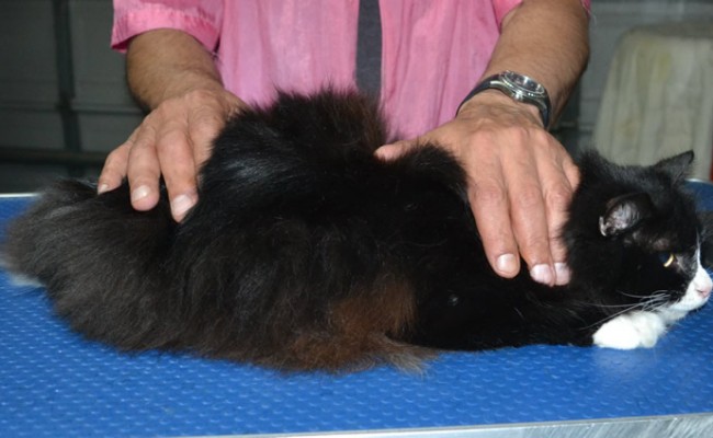 Onzo is a Long Hair Domestic. He had his fur shaved down, nails clipped and ears cleaned.