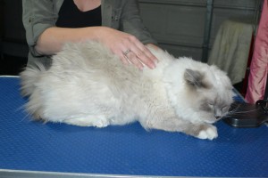 Gatsby is a Ragdoll. He had his fur shaved down, nails clipped ears cleaned and front Softpaw nail caps.