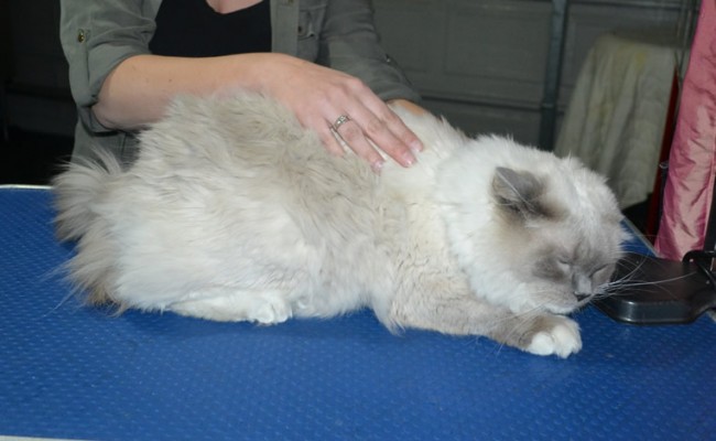 Gatsby is a Ragdoll. He had his fur shaved down, nails clipped ears cleaned and front Softpaw nail caps.