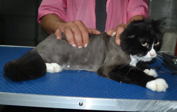 Onzo is a Long Hair Domestic. He had his fur shaved down, nails clipped and ears cleaned.