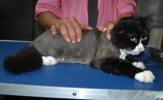 Onzo is a Long Hair Domestic. He had his fur shaved down, nails clipped and ears cleaned.