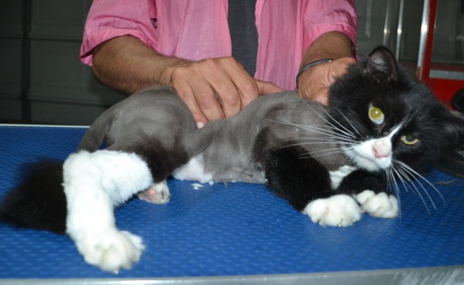 Onzo is a Long Hair Domestic. He had his fur shaved down, nails clipped and ears cleaned.