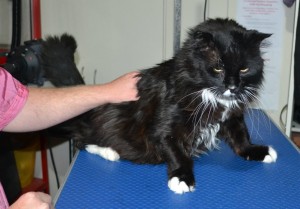 Sylvester is a Long Hair Domestic. He had his matted fur shaved down, nails clipped and ears cleaned and a wash n blow dry.