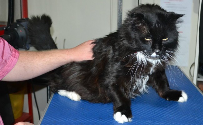 Sylvester is a Long Hair Domestic. He had his matted fur shaved down, nails clipped and ears cleaned and a wash n blow dry.