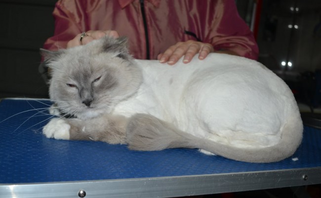 Gatsby is a Ragdoll. He had his fur shaved down, nails clipped ears cleaned and front Softpaw nail caps.