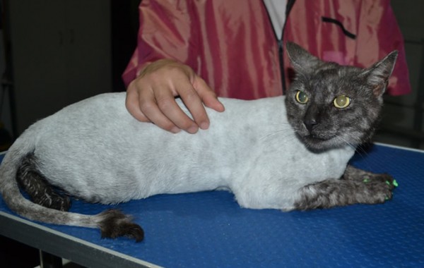 Smokey is a Short hair Domestic. He had his fur shaved down, nails clipped, ears cleaned and a wash n blow dry and Green Softpaw nail caps