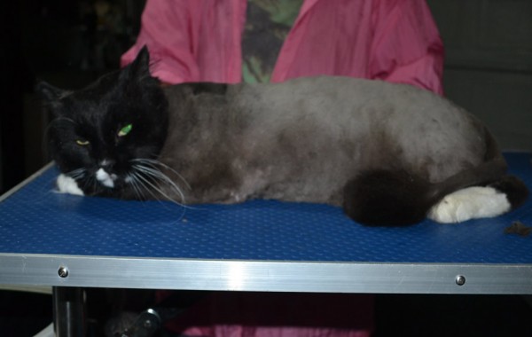 Sylvester is a Long Hair Domestic. He had his matted fur shaved down, nails clipped and ears cleaned and a wash n blow dry.