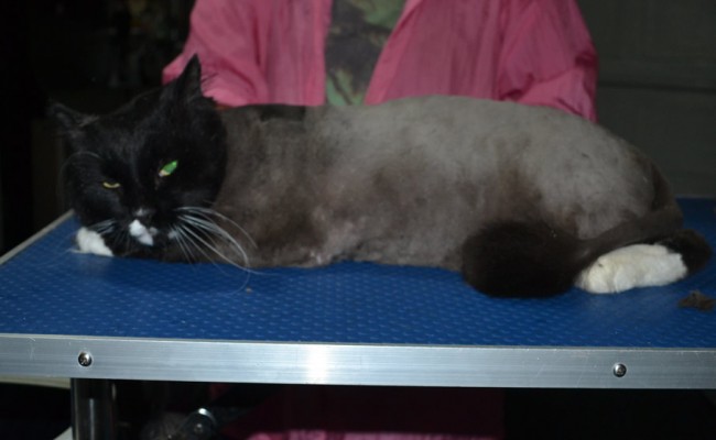 Sylvester is a Long Hair Domestic. He had his matted fur shaved down, nails clipped and ears cleaned and a wash n blow dry.