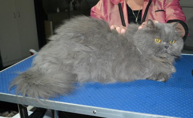 Elvis is a Persian. He had his matted fur shaved down, nails clipped, ears cleaned.