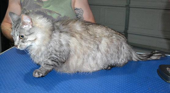 Bunny is a Medium to Long Hair Domestic. She had her fur shaved down, nails clipped and ears cleaned and a wash n blow dry.