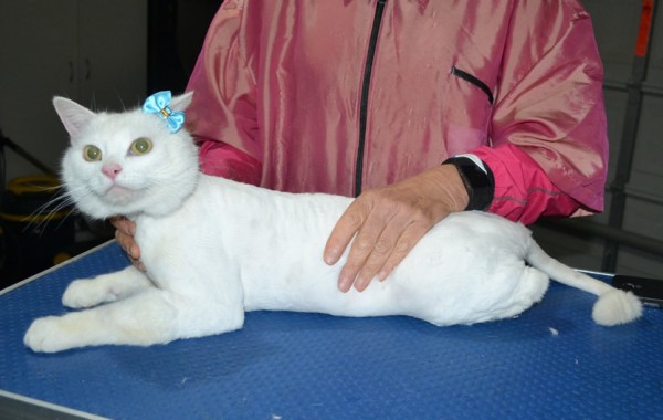 Milly is a Short Hair Domestic. She had her fur shaved down, nails clipped ears cleaned