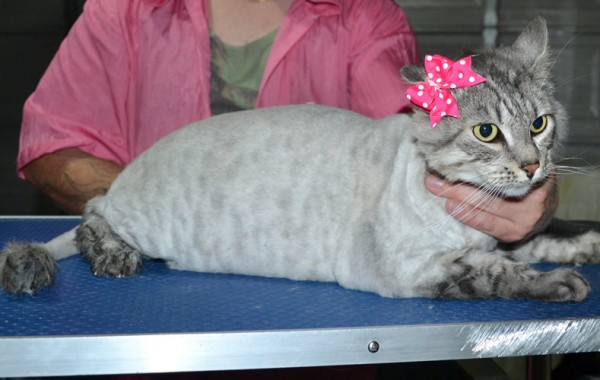 Bunny is a Medium to Long Hair Domestic. She had her fur shaved down, nails clipped and ears cleaned and a wash n blow dry.