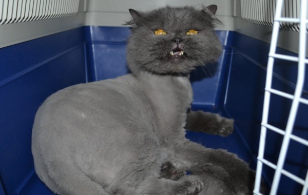 Elvis is a Persian. He had his matted fur shaved down, nails clipped, ears cleaned.