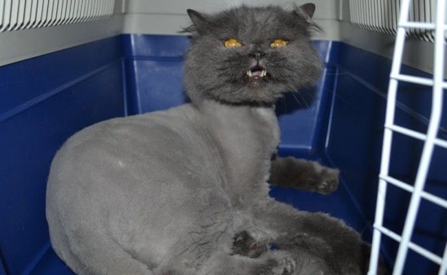 Elvis is a Persian. He had his matted fur shaved down, nails clipped, ears cleaned.