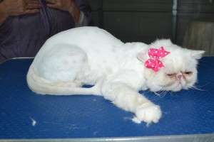 Queenie us an Exotic Short hair. She had her fur shaved down, nails clipped and ears n eyes cleaned.
