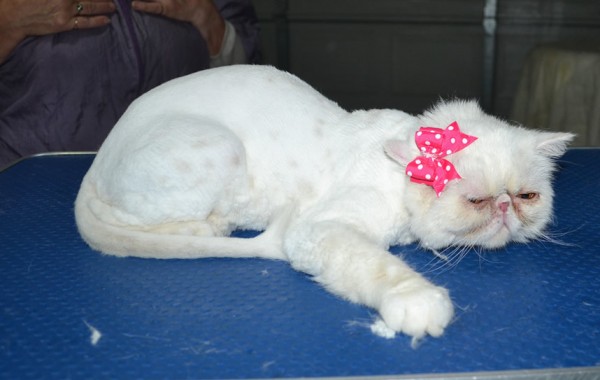 Queenie us an Exotic Short hair. She had her fur shaved down, nails clipped and ears n eyes cleaned.