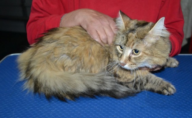 Pussels is a Medium hair Domestic x Norweign. She had her matted fur shaved down, nails clipped, ears cleaned and a wash n blow dry.