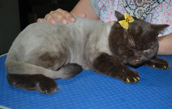 Coco us a British Short Hair. She had her fur shaved down, nails clipped and ears cleaned and Gold Glitter Softpaws