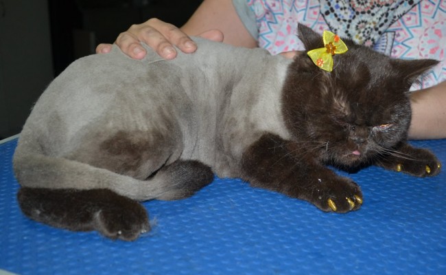 Coco us a British Short Hair. She had her fur shaved down, nails clipped and ears cleaned and Gold Glitter Softpaws