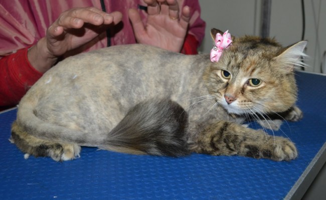Pussels is a Medium hair Domestic x Norweign. She had her matted fur shaved down, nails clipped, ears cleaned and a wash n blow dry.