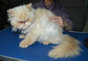 Jasper is a Rescue Persian. He had his fur shaved down, nails clipped and ears n eyes cleaned and a wash n blow dry. He was rescued from a previous owner who wasn't looking after him. Now has gone to a loving home.