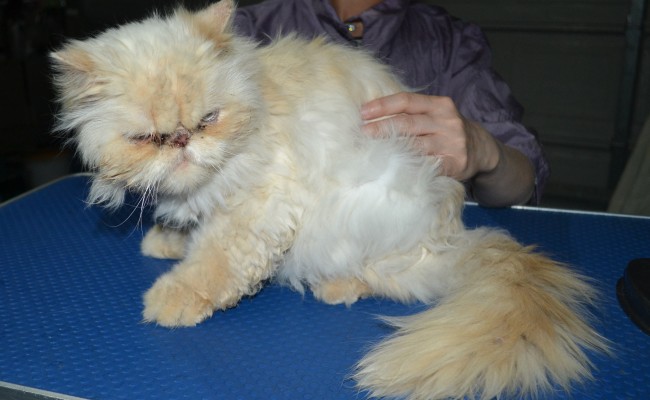Jasper is a Rescue Persian. He had his fur shaved down, nails clipped and ears n eyes cleaned and a wash n blow dry. He was rescued from a previous owner who wasn’t looking after him. Now has gone to a loving home.