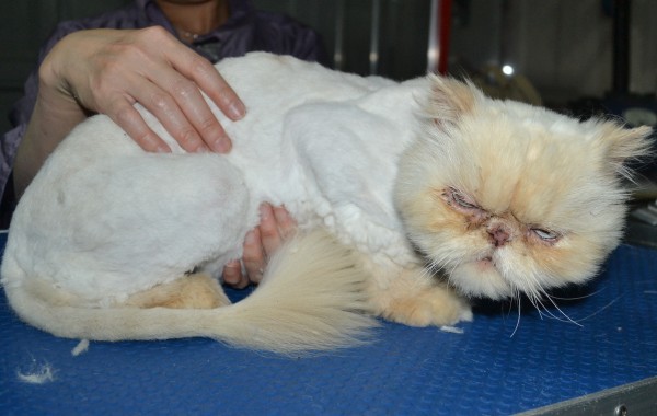 Jasper is a Rescue Persian. He had his fur shaved down, nails clipped and ears n eyes cleaned and a wash n blow dry. He was rescued from a previous owner who wasn’t looking after him. Now has gone to a loving home.