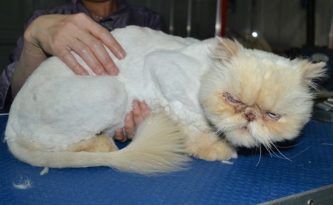Jasper is a Rescue Persian. He had his fur shaved down, nails clipped and ears n eyes cleaned and a wash n blow dry. He was rescued from a previous owner who wasn’t looking after him. Now has gone to a loving home.