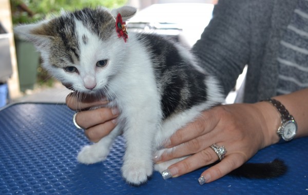 Heart is a 8 week old medium to long hair kitten. She had her nails clipped, ears cleaned and a wash n blow dry.