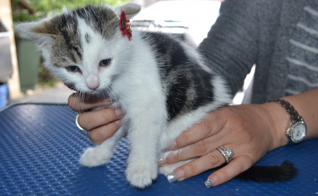 Heart is a 8 week old medium to long hair kitten. She had her nails clipped, ears cleaned and a wash n blow dry.